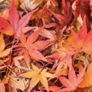 ななせ 鶯谷に向かっています〜 豊満熟女