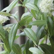 ヒメ日記 2025/05/27 23:05 投稿 一ノ瀬　さえ 魅惑の官能アロマエステ　Eureka！八王子 ～エウレカ！～