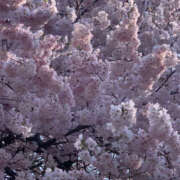 ヒメ日記 2026/04/02 13:46 投稿 一ノ瀬　さえ Eureka！EGOIST～エゴイスト～-美とエロスの饗宴