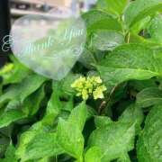 真理子 翠雨 モアグループ所沢人妻城