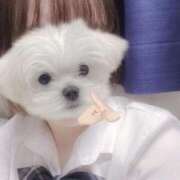 ヒメ日記 2025/05/11 17:32 投稿 ゆいか ハンドキャンパス池袋