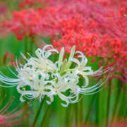 ヒメ日記 2025/10/11 10:30 投稿 森尾あさみ 五十路マダム　広島店