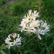 ヒメ日記 2025/10/28 22:44 投稿 森尾あさみ 五十路マダム　広島店