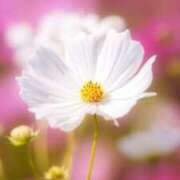 ヒメ日記 2025/11/01 10:28 投稿 森尾あさみ 五十路マダム　広島店