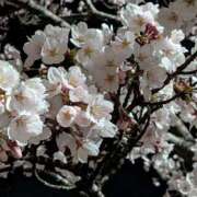 ヒメ日記 2026/04/10 07:12 投稿 みほ先生 DANDY BODY