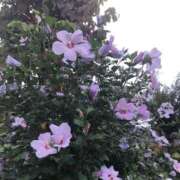 ヒメ日記 2025/10/06 08:47 投稿 みわ 完熟ばなな 立川