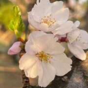 ヒメ日記 2025/04/09 08:58 投稿 椎名とも子(ともこ) 東京不倫～とうきょうふりん～