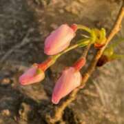 ヒメ日記 2025/04/13 01:18 投稿 椎名とも子(ともこ) 東京不倫～とうきょうふりん～