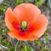 ヒメ日記 2025/04/25 00:28 投稿 椎名とも子(ともこ) 東京不倫～とうきょうふりん～