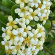 ヒメ日記 2025/05/13 12:18 投稿 椎名とも子(ともこ) 東京不倫～とうきょうふりん～