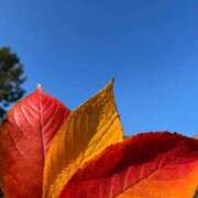 椎名とも子(ともこ) す〜女♡ 東京不倫～とうきょうふりん～