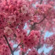 ヒメ日記 2026/04/01 10:09 投稿 Kazane(かざね) AMATERAS(アマテラス)(福山)