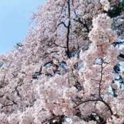 ヒメ日記 2025/04/13 12:22 投稿 ひびき すごいエステ仙台店