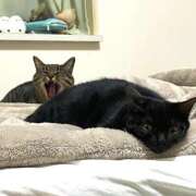 ヒメ日記 2025/12/05 16:21 投稿 むめい メイドde本舗