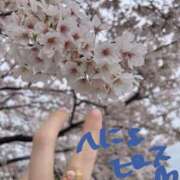 ヒメ日記 2025/04/16 22:36 投稿 スミレ バニーコレクション新潟店