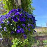 ヒメ日記 2025/06/27 19:21 投稿 スミレ バニーコレクション新潟店