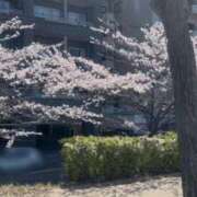 ヒメ日記 2026/04/09 12:01 投稿 スミレ バニーコレクション新潟店