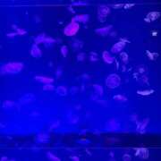 ヒメ日記 2025/10/08 08:59 投稿 れもん サンキュー町田・相模原店