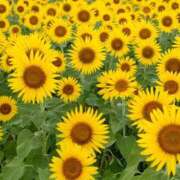 ヒメ日記 2025/08/14 14:39 投稿 れもん サンキュー厚木店