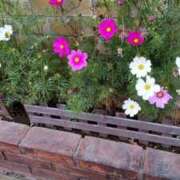 ヒメ日記 2025/11/17 12:35 投稿 山岸 松戸おかあさん