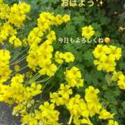 ヒメ日記 2025/04/09 07:30 投稿 まりえ 奥鉄オクテツ東京店（デリヘル市場）