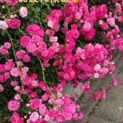 ヒメ日記 2025/05/23 13:10 投稿 まりえ 奥鉄オクテツ東京店（デリヘル市場）