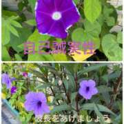 ヒメ日記 2025/07/29 12:10 投稿 まりえ 奥鉄オクテツ東京店（デリヘル市場）