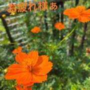 ヒメ日記 2025/08/04 11:25 投稿 まりえ 奥鉄オクテツ東京店（デリヘル市場）