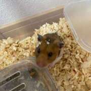 ヒメ日記 2025/11/01 18:38 投稿 篠原【人妻コース】 CLUB CANDY（鳥栖店）