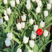 ヒメ日記 2025/12/02 23:48 投稿 ちの 埼玉西川口ショートケーキ（シンデレラグループ）