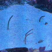 ヒメ日記 2025/12/05 02:38 投稿 ちの 埼玉西川口ショートケーキ（シンデレラグループ）