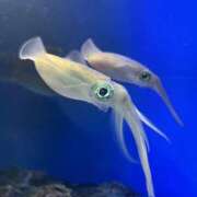 ヒメ日記 2026/02/10 05:45 投稿 ちの 埼玉西川口ショートケーキ（シンデレラグループ）