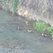 ヒメ日記 2026/02/18 04:30 投稿 ちの 埼玉西川口ショートケーキ（シンデレラグループ）