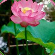 ヒメ日記 2025/07/21 09:52 投稿 りお 完熟ばなな 立川