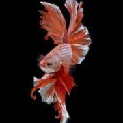 ヒメ日記 2025/08/24 19:27 投稿 りお 完熟ばなな 立川