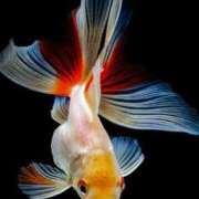 ヒメ日記 2025/10/01 17:57 投稿 りお 完熟ばなな 立川