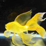 ヒメ日記 2025/10/11 08:57 投稿 りお 完熟ばなな 立川