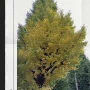 ヒメ日記 2025/11/06 11:27 投稿 りお 完熟ばなな 立川