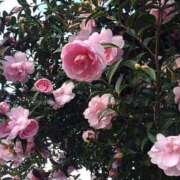 りお 明日 完熟ばなな 立川