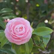 ヒメ日記 2026/01/28 07:57 投稿 りお 完熟ばなな 立川