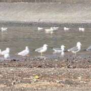 ヒメ日記 2026/02/04 08:29 投稿 りお 完熟ばなな 立川