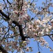 ヒメ日記 2026/04/02 14:41 投稿 堂山あきな 恋する妻たち