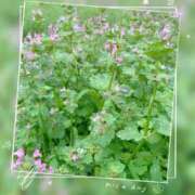 ヒメ日記 2025/06/04 06:54 投稿 とあ 甲府人妻城