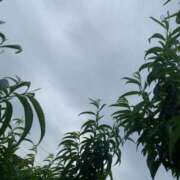 ヒメ日記 2025/06/07 15:30 投稿 とあ 甲府人妻城