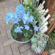 ヒメ日記 2025/02/10 09:28 投稿 うめこ 熟女家 十三店