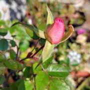 ヒメ日記 2025/02/28 07:43 投稿 うめこ 熟女家 十三店