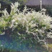 ヒメ日記 2025/04/05 11:10 投稿 うめこ 熟女家 十三店