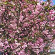 ヒメ日記 2025/04/08 12:06 投稿 うめこ 熟女家 十三店