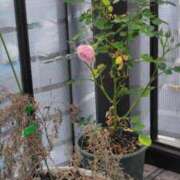 ヒメ日記 2025/04/29 22:54 投稿 うめこ 熟女家 十三店