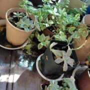 ヒメ日記 2025/06/05 18:03 投稿 うめこ 熟女家 十三店